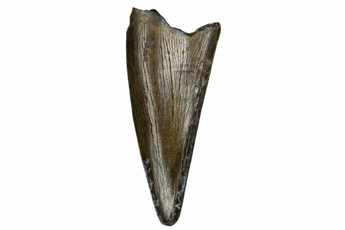 Juvenile Tyrannosaur Premax Tooth - Judith River Formation #184592